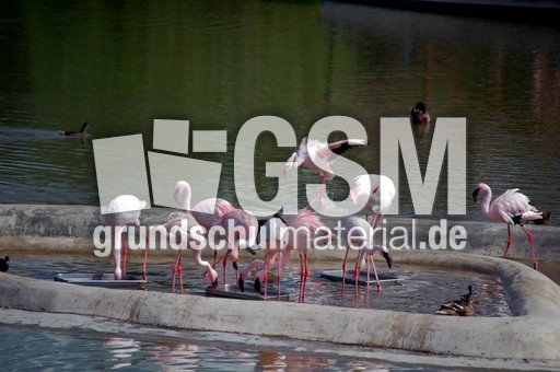 Zwergflamingos_1.jpg